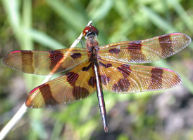 Halloween Pennant